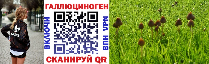 дарнет шоп  Жуков  Галлюциногенные грибы Cubensis 